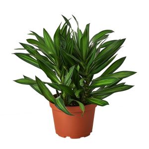 dracaena botanical name Dracaena 'Song of Jamaica'
