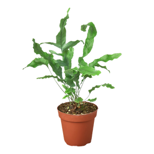 blue star fern growth rate Fern 'Blue Star' – Mickey Hargitay Plants
