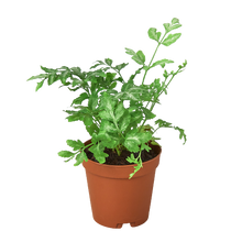 Load image into Gallery viewer, Fern &#39;Silver Lace&#39;