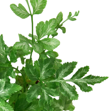 Load image into Gallery viewer, Fern &#39;Silver Lace&#39;