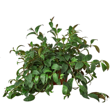 Load image into Gallery viewer, Lipstick Plant
