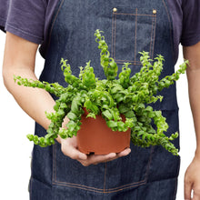 Load image into Gallery viewer, Curly Lipstick Plant
