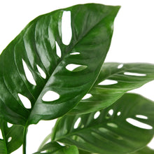 Load image into Gallery viewer, Monstera Adansonii &#39;Swiss Cheese&#39;