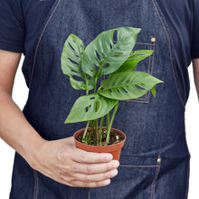 Load image into Gallery viewer, Monstera Adansonii &#39;Swiss Cheese&#39;