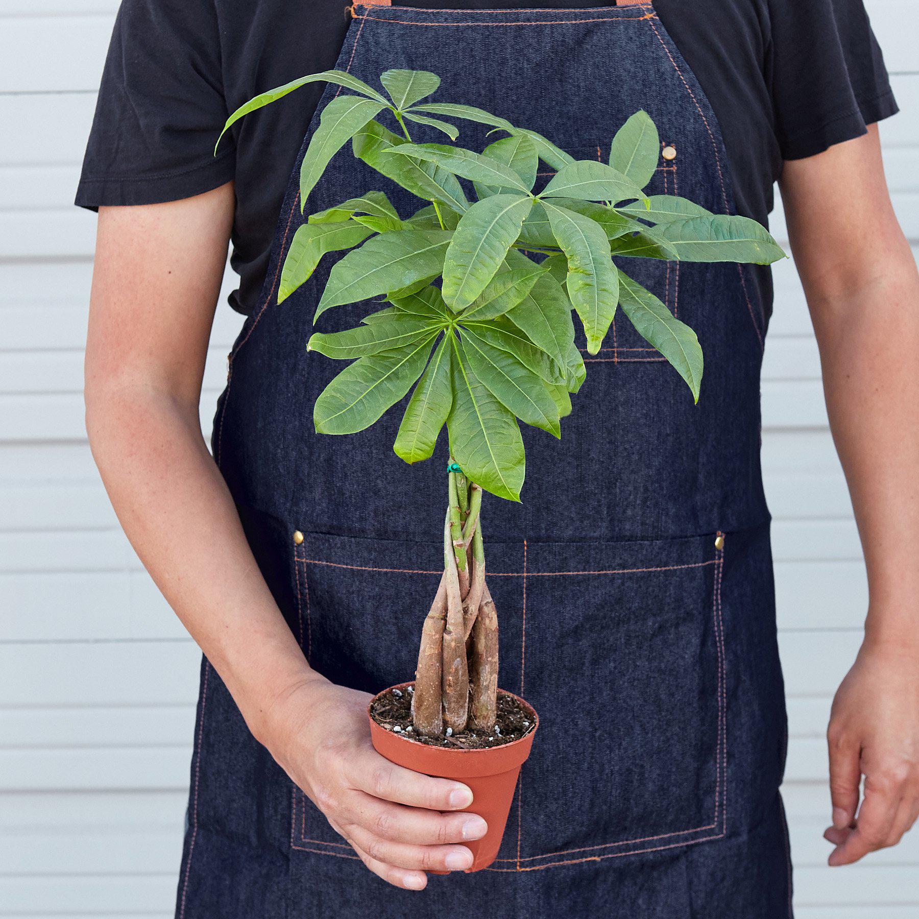 braided pachira money plant Money Tree 'Guiana Chestnut' Pachira Braid – Mickey Hargitay Plants