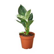 Load image into Gallery viewer, Philodendron &#39;Birkin&#39;