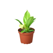 Load image into Gallery viewer, Philodendron &#39;Moonlight&#39;