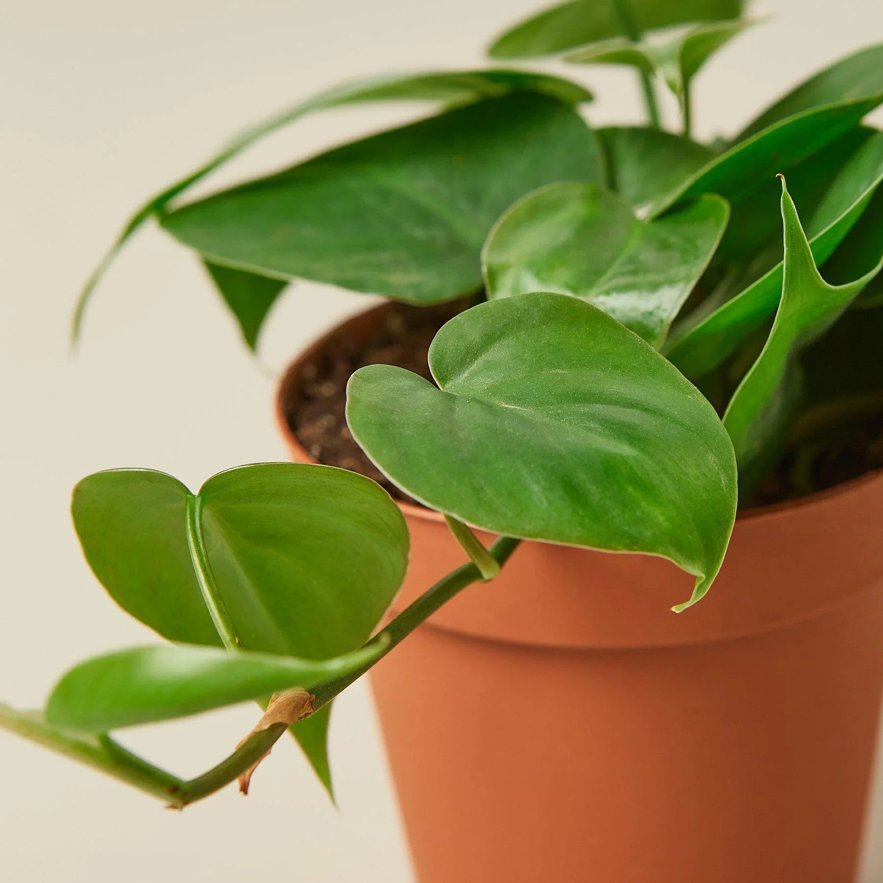 heartleaf philodendron small leaves Philodendron Cordatum Heartleaf – Mickey Hargitay Plants