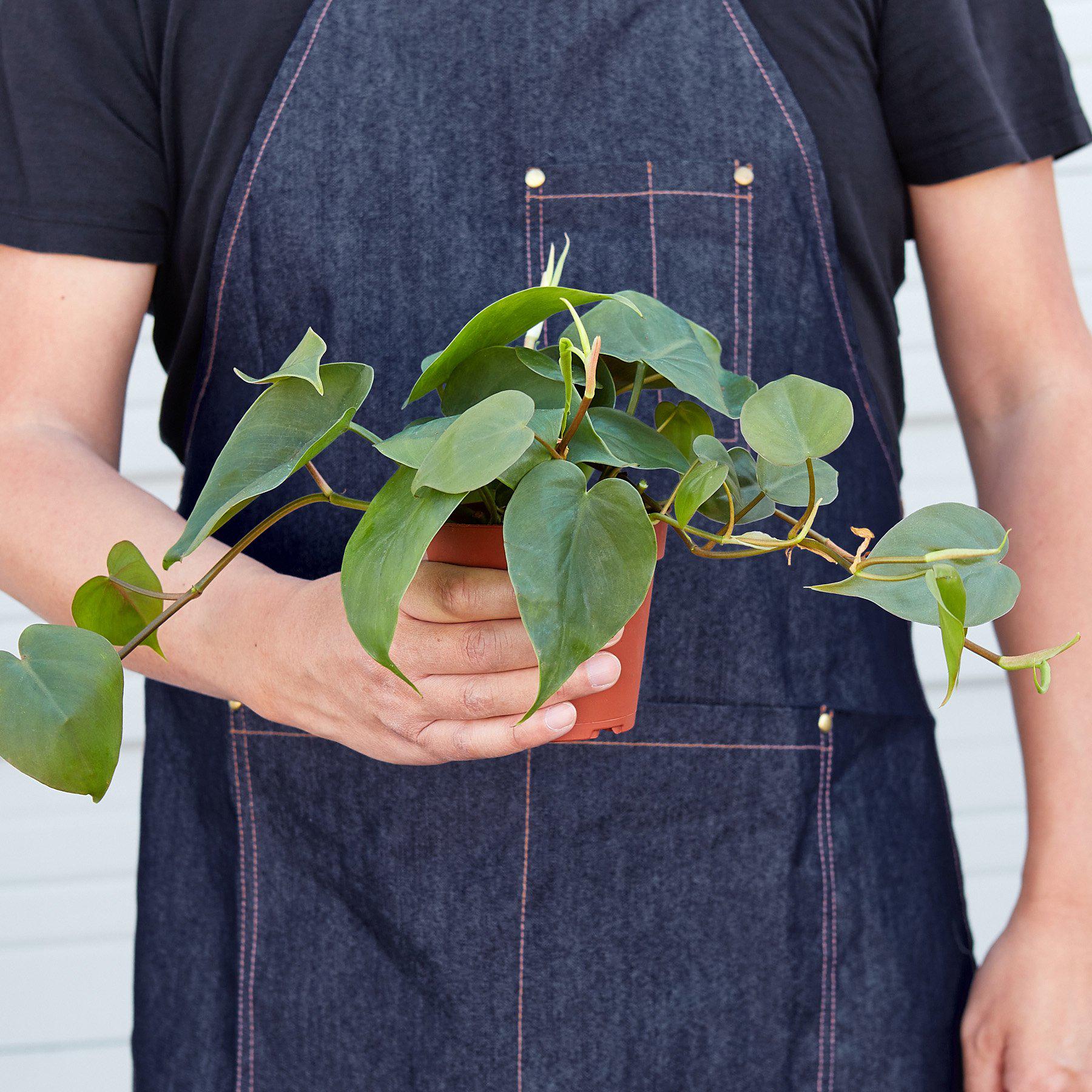 how do you care for a philodendron cordatum Philodendron Cordatum Heartleaf – Mickey Hargitay Plants