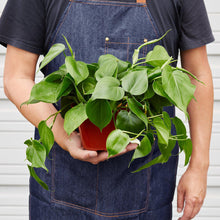 Load image into Gallery viewer, Philodendron Cordatum Heartleaf
