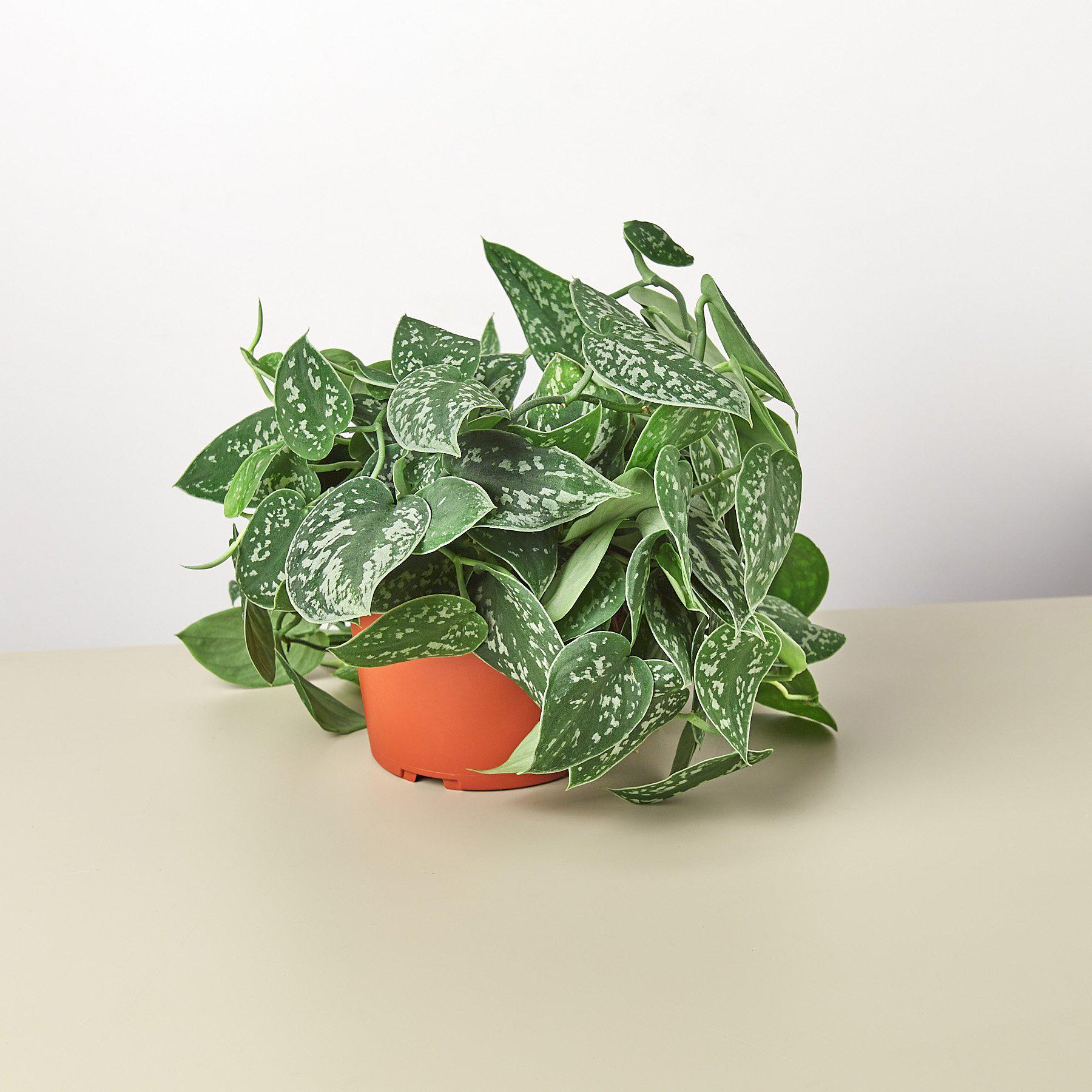 buy satin pothos Pothos 'Satin' – Mickey Hargitay Plants