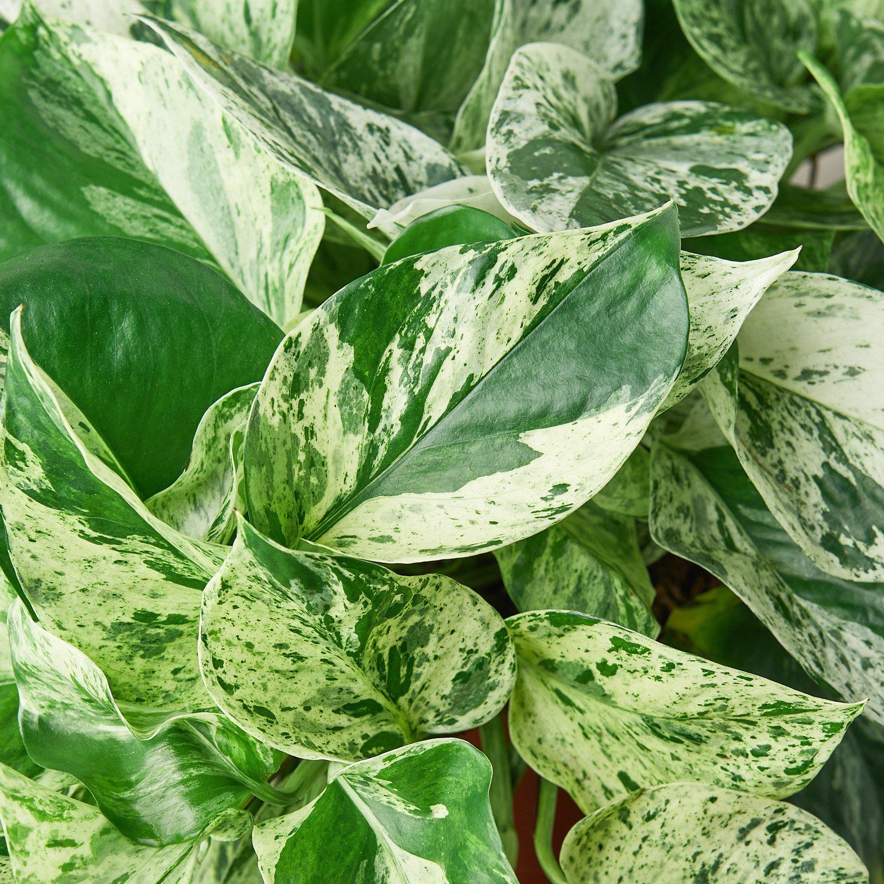 marble golden pothos Pothos 'Marble Queen' – Mickey Hargitay Plants
