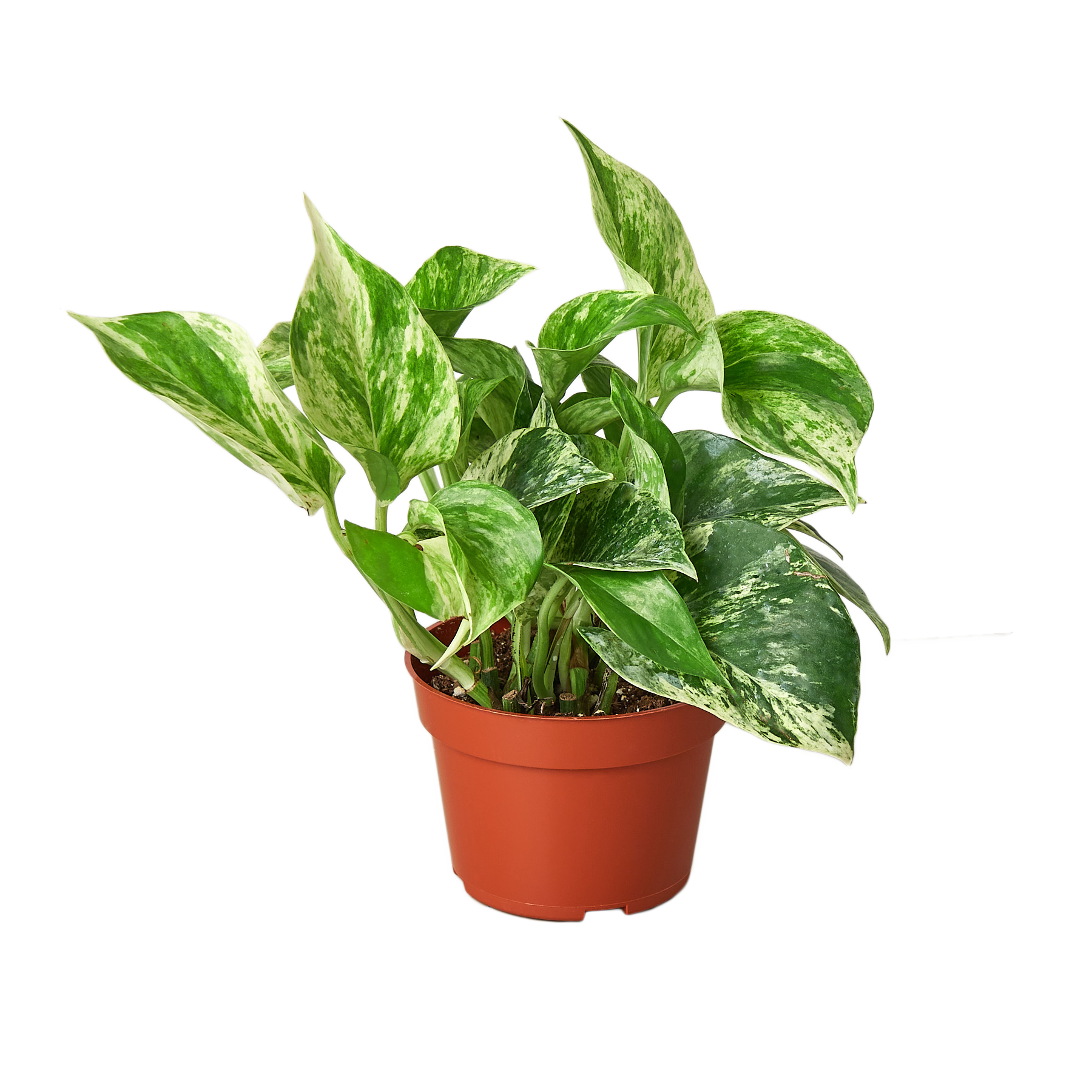 snow queen vs marble queen pothos The Snobby Leaf | Pothos 'Marble Queen' - 6 inch Pot