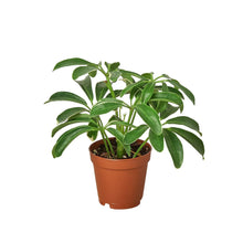 Load image into Gallery viewer, Schefflera Arboricola &#39;Umbrella&#39;