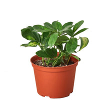Load image into Gallery viewer, Schefflera Variegated