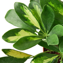Load image into Gallery viewer, Schefflera Variegated