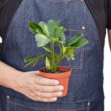 Load image into Gallery viewer, Schefflera Variegated