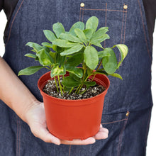Load image into Gallery viewer, Schefflera Variegated