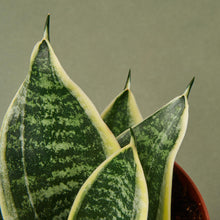 Load image into Gallery viewer, Snake Plant Laurentii Dwarf