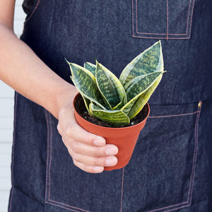 snake plant price philippines Snake Plant Laurentii Dwarf – Mickey Hargitay Plants