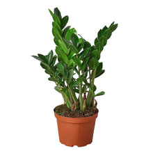 Load image into Gallery viewer, Zamioculcas Zamiifolia ZZ