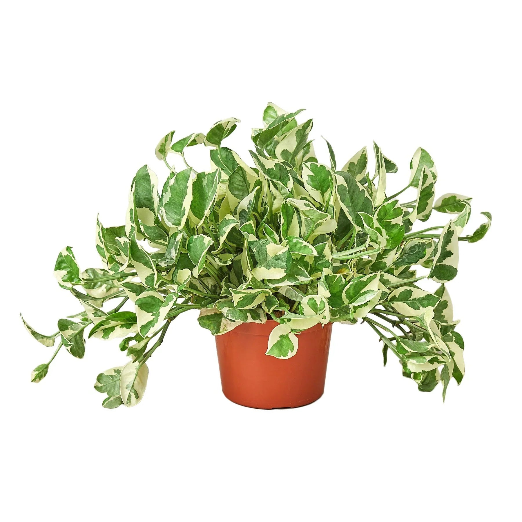 pothos n joy pet safe Pothos 'N'joy' – Mickey Hargitay Plants
