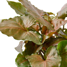 Load image into Gallery viewer, Syngonium Merry