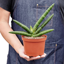 Load image into Gallery viewer, Snake Plant Starfish
