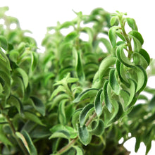 Load image into Gallery viewer, Curly Lipstick Plant