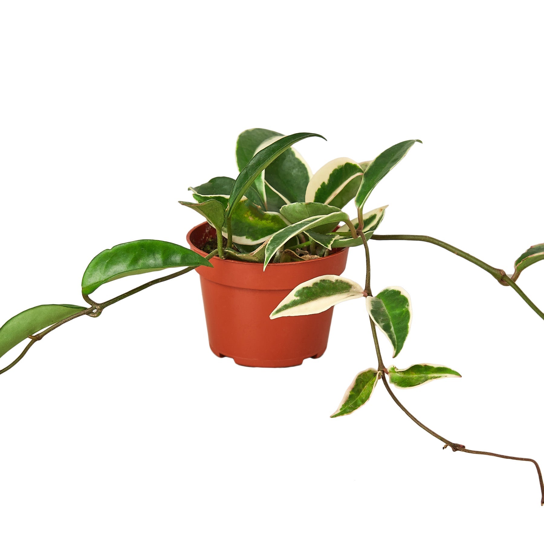 Hoya Carnosa 'Tricolor' – Mickey Hargitay Plants