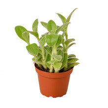 Load image into Gallery viewer, Tradescantia White Velvet