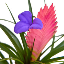 Load image into Gallery viewer, Bromeliad Cyanea &#39;Pink Quill&#39;