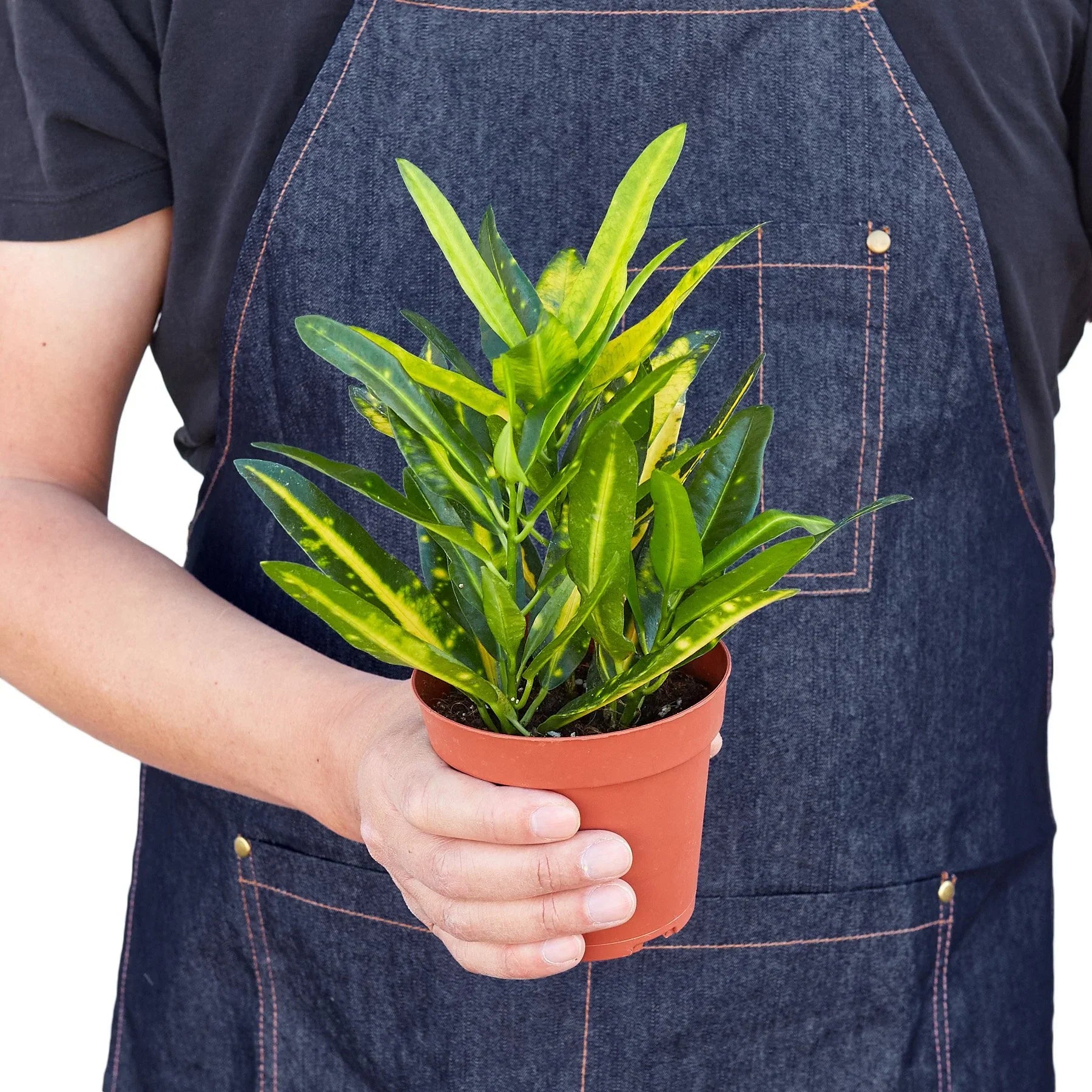 potted croton plant Croton 'Sunny Star' – Mickey Hargitay Plants