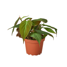 Load image into Gallery viewer, Philodendron &#39;Velvet&#39;
