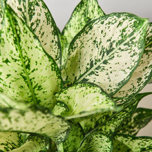 Load image into Gallery viewer, Chinese Evergreen &#39;First Diamond&#39;