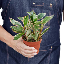 Load image into Gallery viewer, Peperomia &#39;Ginny&#39;