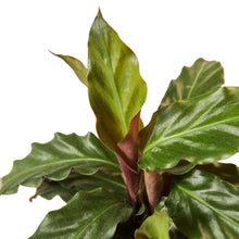 Load image into Gallery viewer, Calathea Rufibarba &#39;Furry Feather&#39;