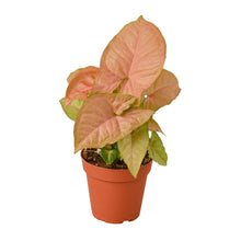 Load image into Gallery viewer, Syngonium Strawberry