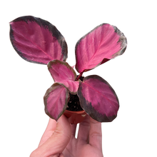 Load image into Gallery viewer, Calathea &#39;Purple Rose&#39;