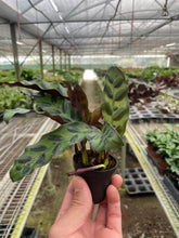 Load image into Gallery viewer, Calathea Lancifolia &#39;Rattlesnake&#39;