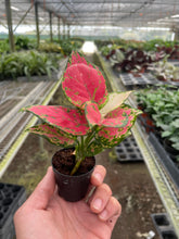 Load image into Gallery viewer, Chinese Evergreen &#39;Lady Valentine&#39;