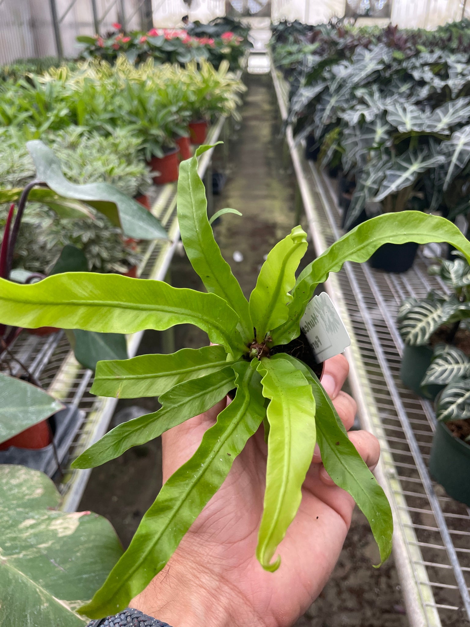 birds nest fern hurricane Fern 'Bird's Nest Hurricane' – Mickey Hargitay Plants