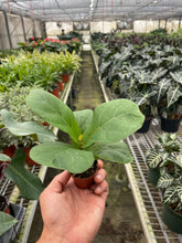 Load image into Gallery viewer, Ficus Lyrata &#39;Fiddle Leaf Fig&#39;