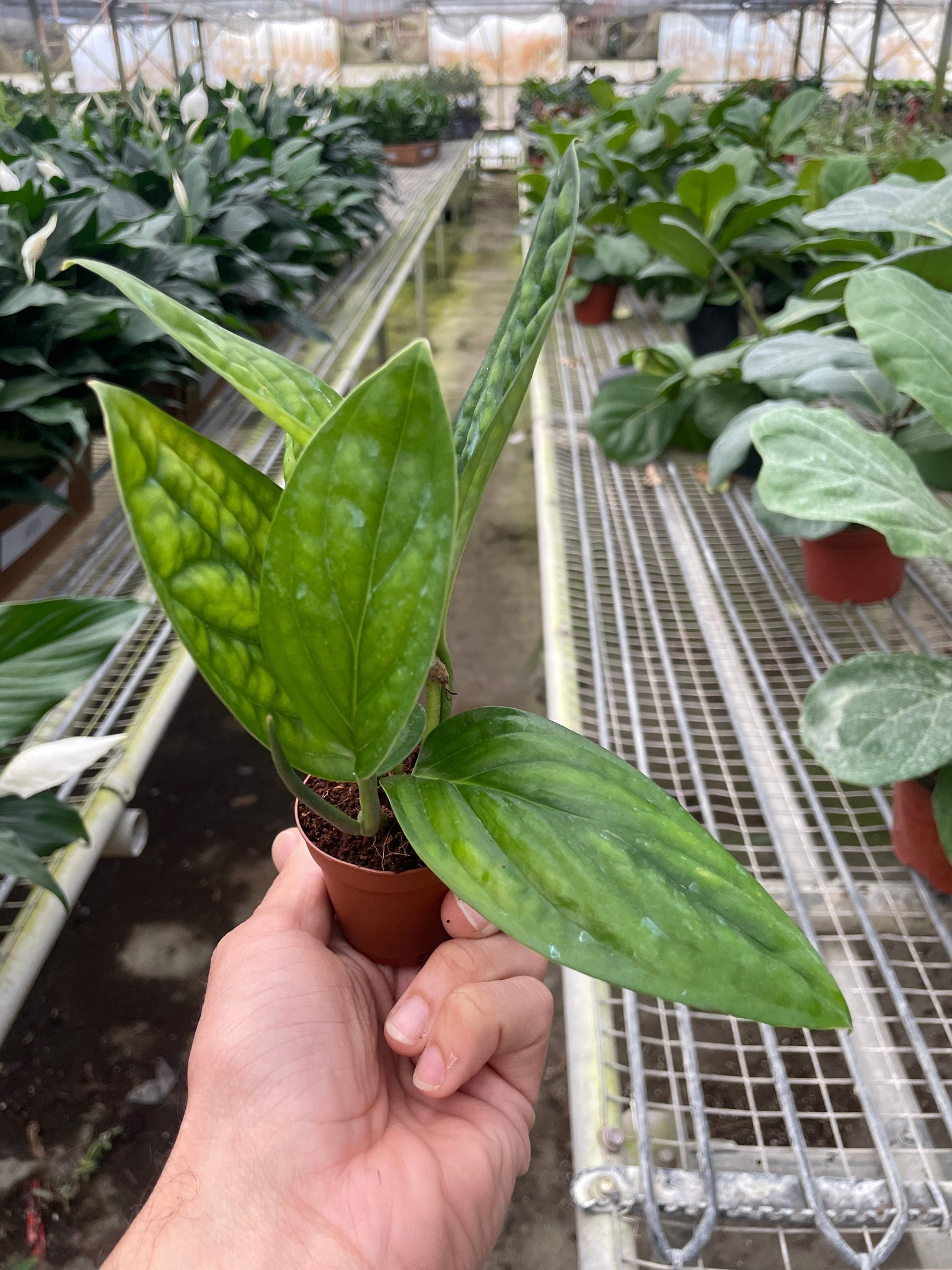 monstera peru plant for sale Monstera 'Peru'