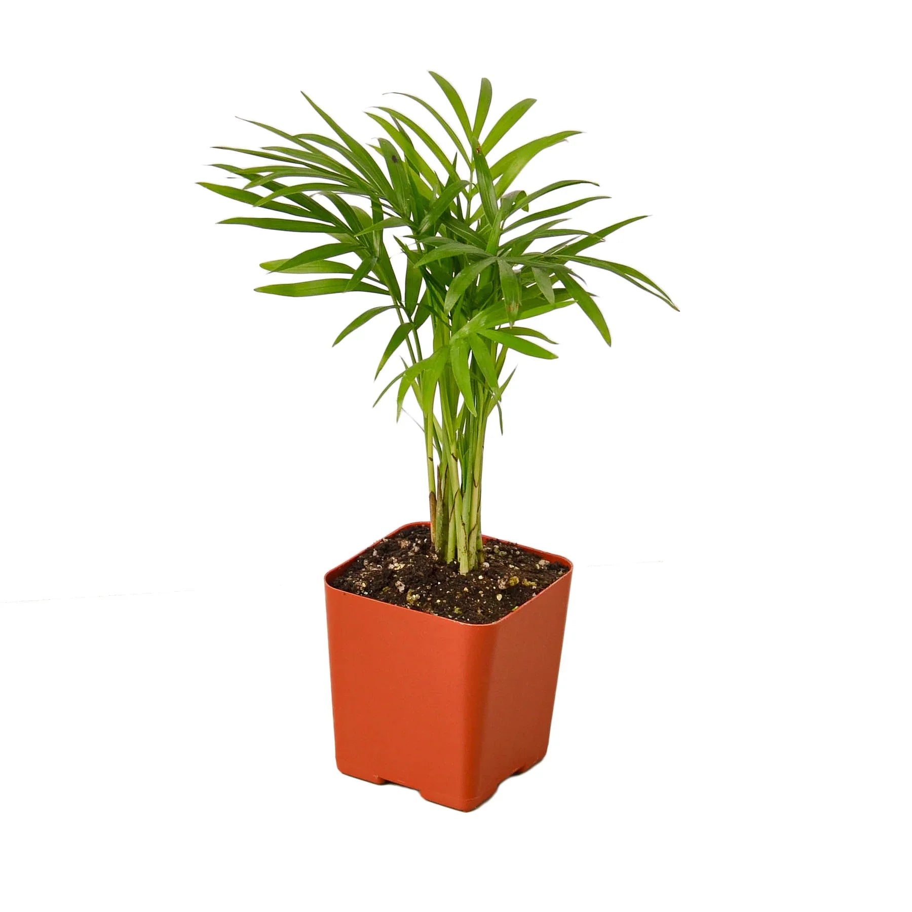parlor palm botanical name Parlor Palm – Mickey Hargitay Plants