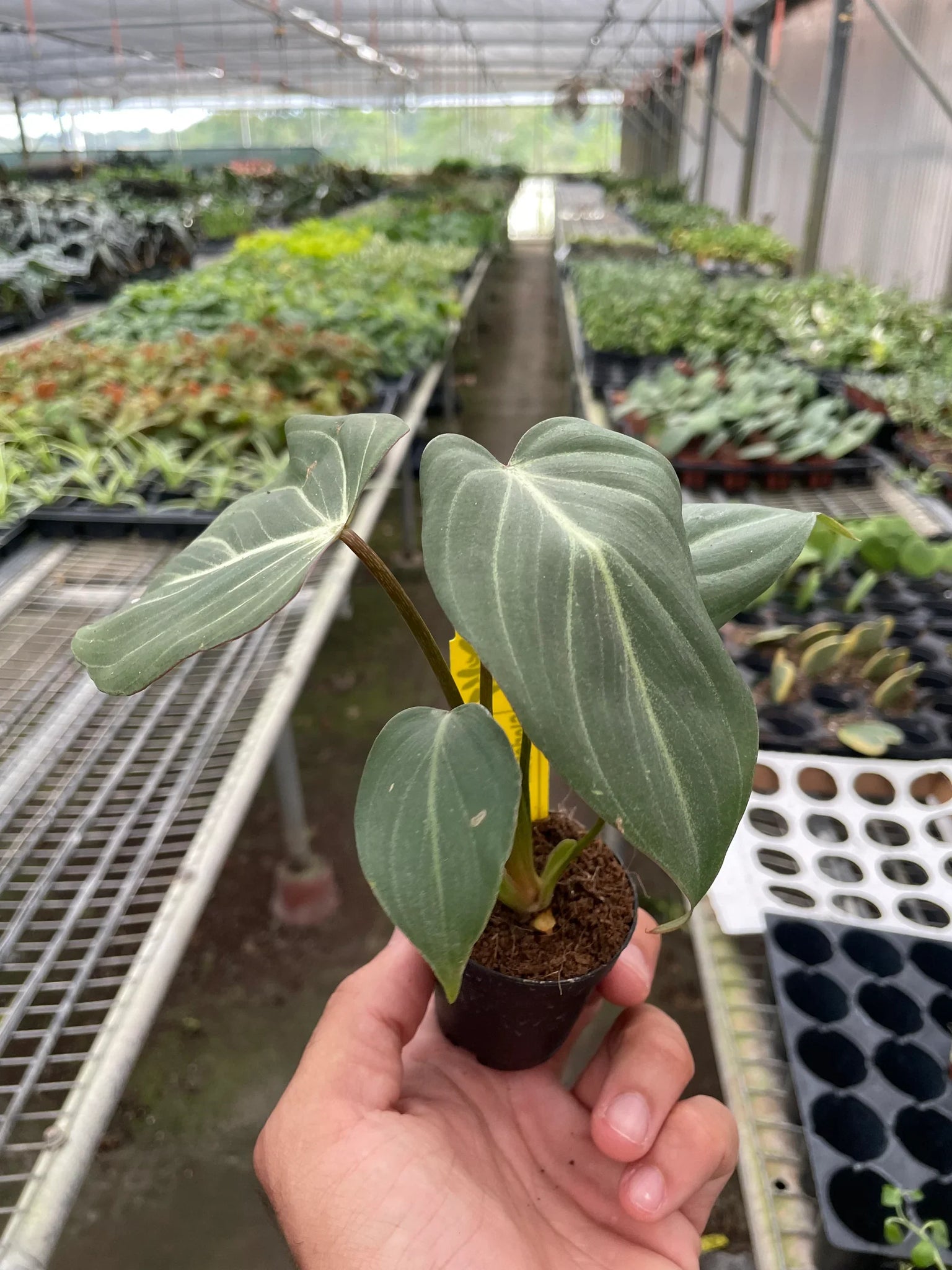 philodendron gloriosum types Philodendron Gloriosum – Mickey Hargitay Plants