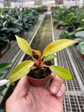 Load image into Gallery viewer, Philodendron &#39;Orange Marmalade&#39;