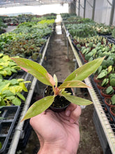 Load image into Gallery viewer, Philodendron Ring of Fire Variegated