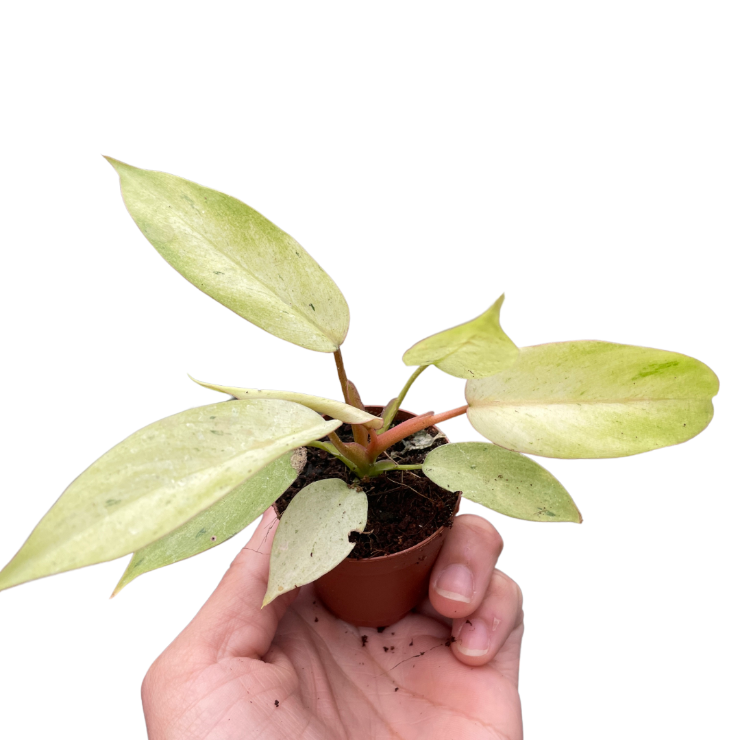 philodendron snowdrift for sale Philodendron 'Snowdrift'