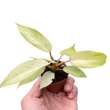 Load image into Gallery viewer, Philodendron &#39;Snowdrift&#39;